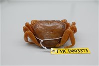 藏品(拉氏清溪蟹)的圖片